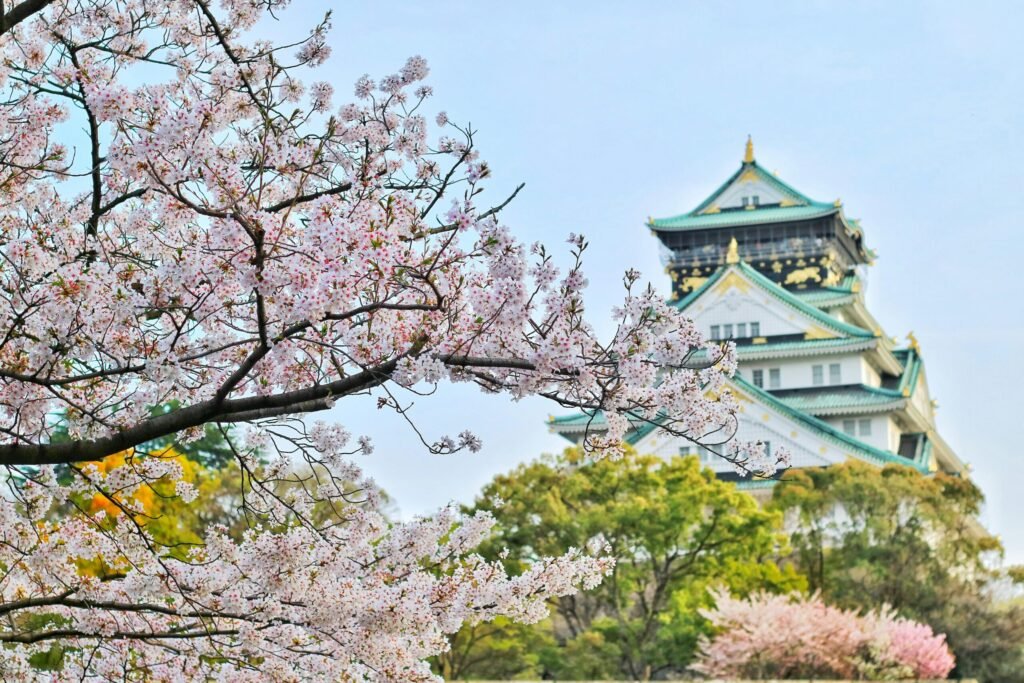 Cherry blossom trees in full bloom with Osaka Castle in the background under a clear spring sky in Japan.